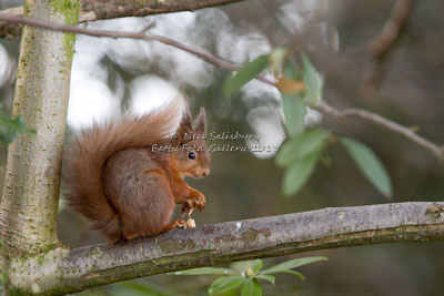 Red Squirrel Images by Neil Salisbury Betty Fold Gallery Hawkshead